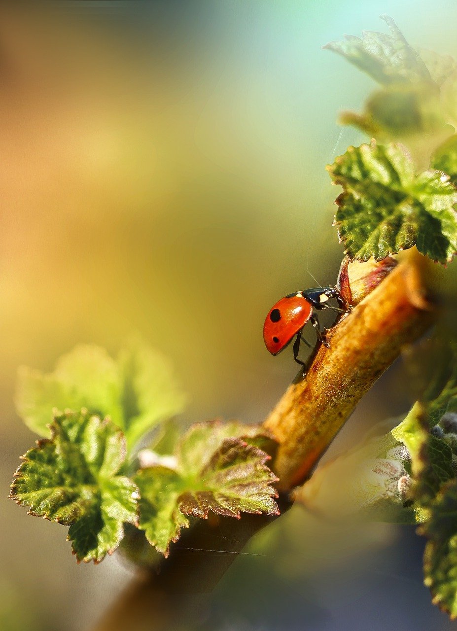 ladybug, insect, bug